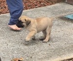 Small Photo #5 Cane Corso Puppy For Sale in MOORESBORO, NC, USA