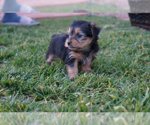 Medium Photo #8 Yorkshire Terrier Puppy For Sale in ESCONDIDO, CA, USA