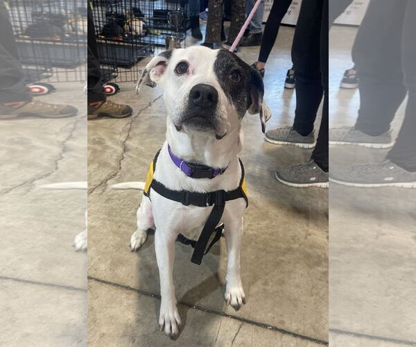 Medium Photo #3 Labrador Retriever-Unknown Mix Puppy For Sale in Rockaway, NJ, USA