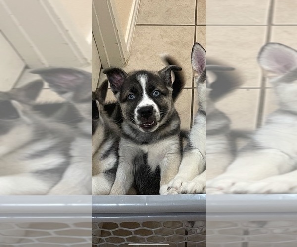 Medium Photo #2 German Shepherd Dog-Siberian Husky Mix Puppy For Sale in ARLINGTON, TX, USA