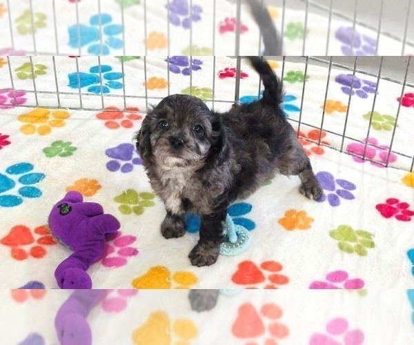 Medium Photo #9 Cavapoo (Miniature)-Poodle (Toy) Mix Puppy For Sale in ORO VALLEY, AZ, USA