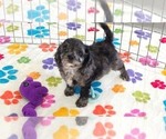 Justin - Male Cavapoo (Miniature)-Poodle (Toy) Mix Puppy for Sale - Photo #9