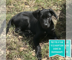 Labrador Retriever-Unknown Mix Dogs for adoption in Boston, MA, USA