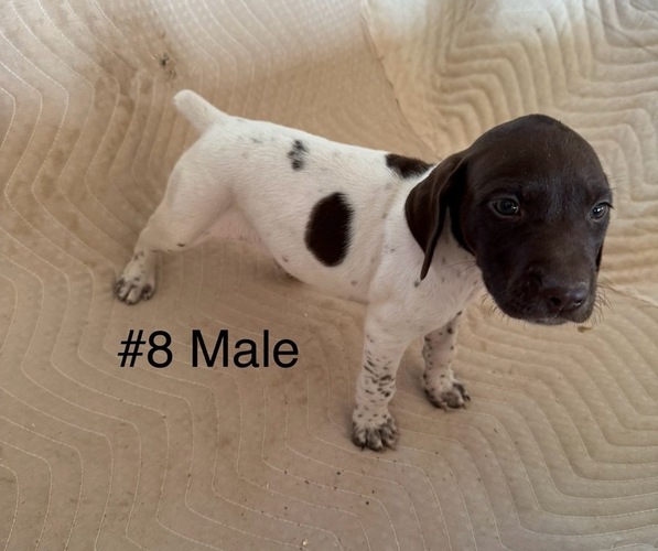 Medium Photo #1 German Shorthaired Pointer Puppy For Sale in BLACK RIVER FALLS, WI, USA