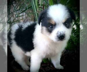 Medium Australian Shepherd