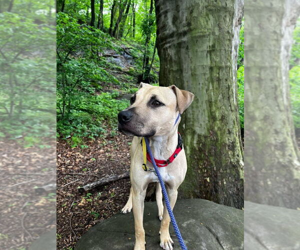 Medium Photo #5 Mutt Puppy For Sale in Caldwell, NJ, USA