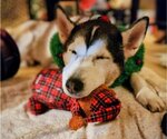 Small #2 Siberian Husky