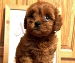 Puppy Ruby Cavapoo
