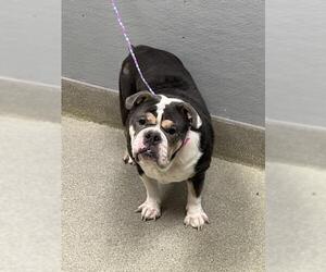 Bulldog-Unknown Mix Dogs for adoption in Las Vegas, NV, USA