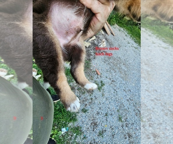 Medium Photo #2 Australian Shepherd Puppy For Sale in FLEMINGSBURG, KY, USA