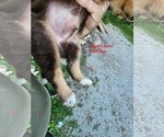 Small Photo #8 Australian Shepherd Puppy For Sale in FLEMINGSBURG, KY, USA