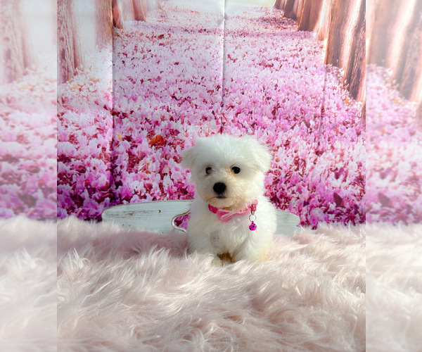 Full screen Photo #1 Maltichon Puppy For Sale in KINSTON, NC, USA