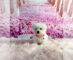 Small Photo #1 Maltichon Puppy For Sale in KINSTON, NC, USA