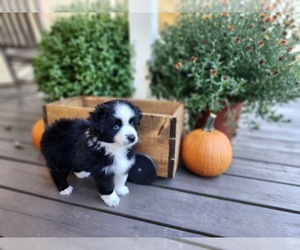 Miniature Australian Shepherd Puppy for sale in NACOGDOCHES, TX, USA