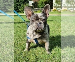 French Bulldog Puppy for sale in GAITHERSBURG, MD, USA