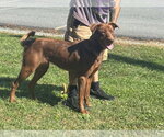 Small Photo #4 Chocolate Labrador retriever-Unknown Mix Puppy For Sale in Rustburg, VA, USA
