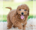 Puppy Banjo Poodle (Miniature)