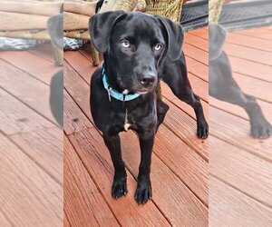 Boo Boo Baby Girl - Female Labrador Retriever-Unknown Mix Dog for Adoption - Photo #8