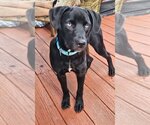 Small Photo #8 Labrador Retriever-Unknown Mix Puppy For Sale in Boston, MA, USA