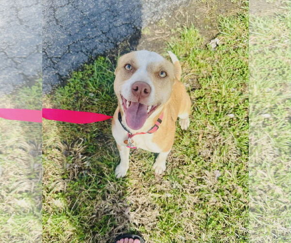 Medium Photo #5 Mutt Puppy For Sale in Westwood, NJ, USA