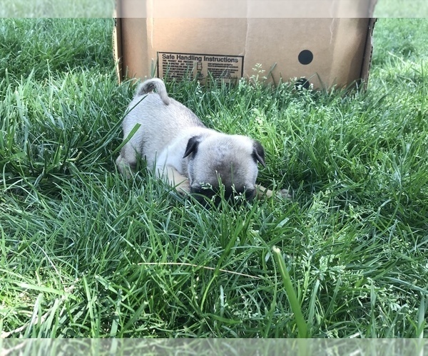 Medium Photo #3 Pug Puppy For Sale in DAYTON, VA, USA