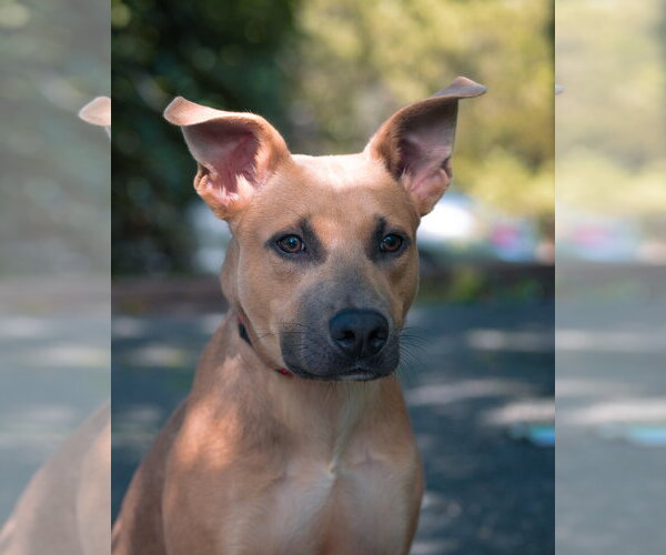 Medium Photo #2 Mutt Puppy For Sale in Woodbury, NY, USA