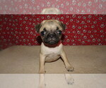 Puppy April Pug