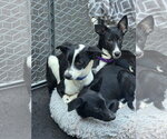 Small Photo #3 Mutt Puppy For Sale in New London, WI, USA