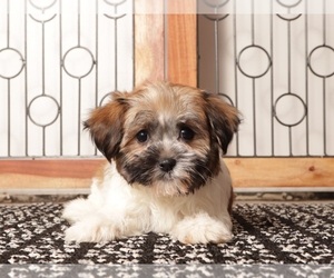 Medium Havanese