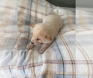 Shiba Inu Puppy for Sale in MONETT, Missouri USA