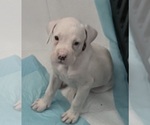 Boxer puppies - Male Boxer Puppy for Sale - Small photo
