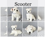 Small Photo #6 Schnauzer (Miniature) Puppy For Sale in MURRIETA, CA, USA
