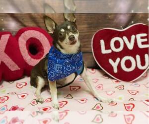 Chihuahua Dogs for adoption in Placerville, CA, USA