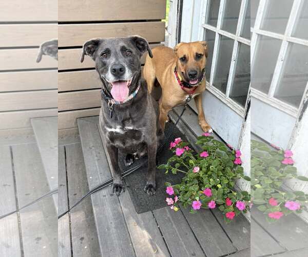 Medium Photo #11 Mutt Puppy For Sale in Woodbury, NY, USA