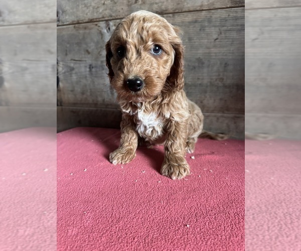 Medium Photo #4 Goldendoodle (Miniature) Puppy For Sale in VERMONTVILLE, MI, USA