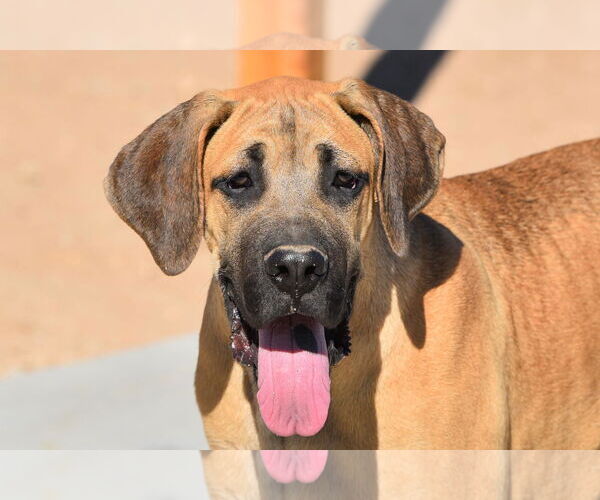 Medium Photo #3 Mutt Puppy For Sale in Hesperia, CA, USA