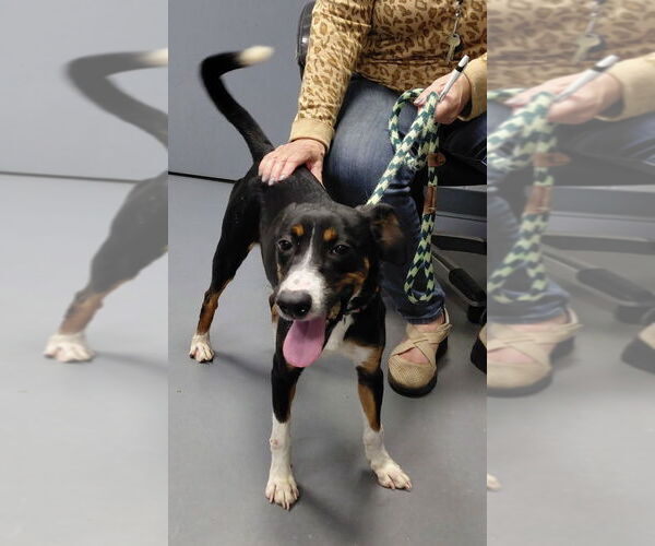 Medium Photo #3 German Pinscher-Unknown Mix Puppy For Sale in South Bend, IN, USA