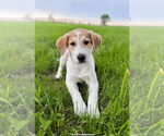 Small #8 Great Pyrenees-Red Heeler Mix