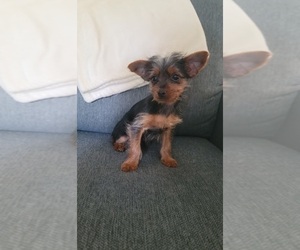 Yorkshire Terrier Puppy for sale in INDIANAPOLIS, IN, USA