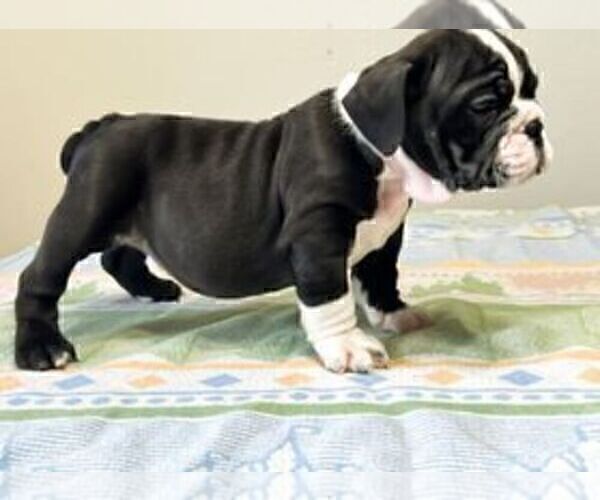Medium Photo #4 Bulldog Puppy For Sale in LAS VEGAS, NV, USA
