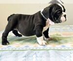 Small Photo #4 Bulldog Puppy For Sale in LAS VEGAS, NV, USA