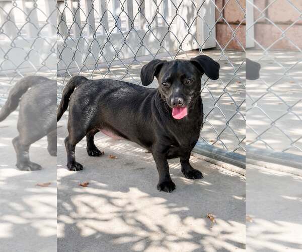 Medium Photo #1 Chiweenie Puppy For Sale in La Verne, CA, USA