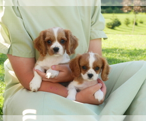 Cavalier King Charles Spaniel Litter for sale in MARCELLUS, MI, USA