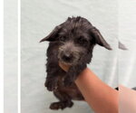 Small #1 Dachshund Mix