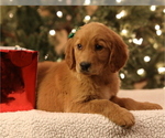 Small Photo #4 Golden Retriever Puppy For Sale in FREDONIA, KY, USA