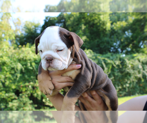 English Bulldog Puppy for sale in PHILADELPHIA, PA, USA