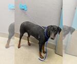 Small Doberman Pinscher Mix