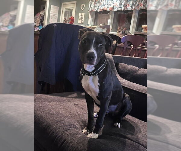 Medium Photo #16 American Pit Bull Terrier-Labrador Retriever Mix Puppy For Sale in Brewster, NY, USA