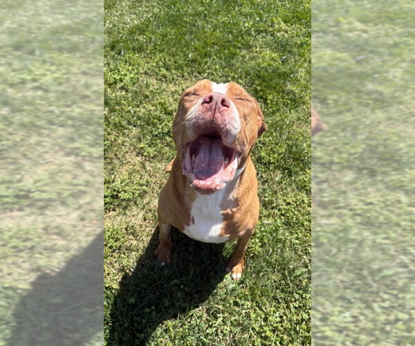 Medium Photo #7 American Pit Bull Terrier-Unknown Mix Puppy For Sale in Winston Salem, NC, USA