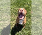 Small #6 American Pit Bull Terrier Mix